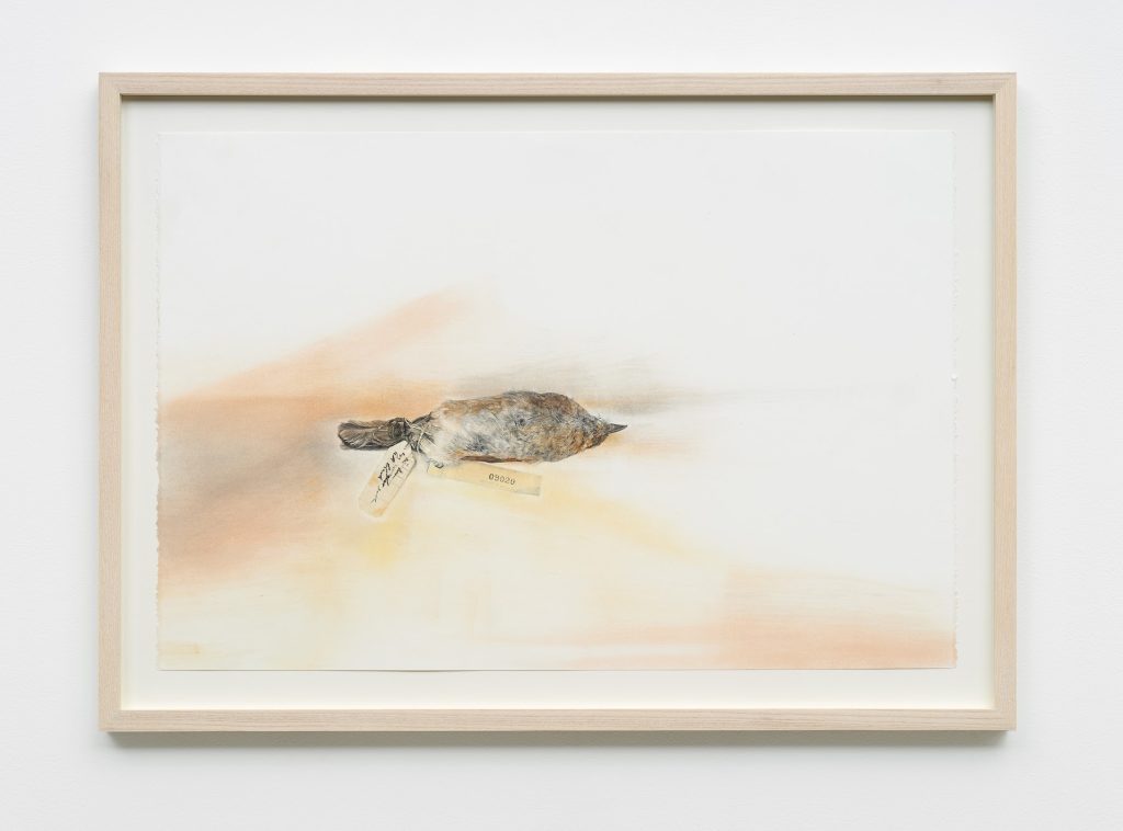 This image depicts an artwork by Andrea Bowers titled "The Dead Silence of Extinction (Large Kauai Thrush, last confirmed sighting 1987, HI, scientific specimen preserved at Auckland Museum's Natural History Collection)." This artwork was created in 2023 and measures 15" x 22 ¹⁄₄" [HxW] (38.1 x 56.52 cm)18 ¹⁄₄" x 25 ¹⁄₂" x 1 ¹⁄₄" [HxWxD] (46.35 x 64.77 x 3.17 cm) Framed. Its medium is Graphite and soft pastel on paper.
